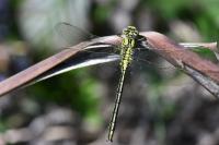 Gomphus pulchellus