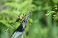 Gomphus pulchellus