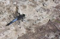Orthetrum cancellatum