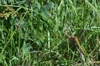 Orthetrum coerulescens