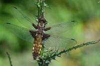 Libellula depressa