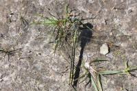Gomphus pulchellus