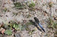 Orthetrum cancellatum