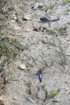 Orthetrum cancellatum
