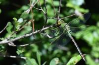 Anax imperator