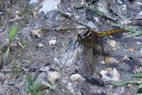 Orthetrum coerulescens