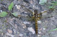 Orthetrum coerulescens
