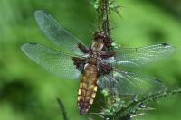Libellula depressa