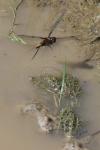 Libellula depressa