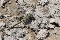 Gomphus pulchellus