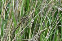 Orthetrum cancellatum