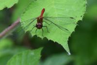Sympetrum sanguineum