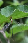 Chalcolestes viridis