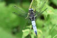 Libellula fulva