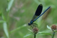 Calopteryx splendens