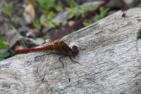 Sympetrum sanguineum
