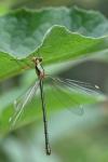 Chalcolestes viridis