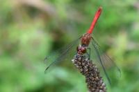 Sympetrum sanguineum