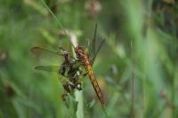 Orthetrum coerulescens