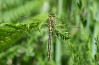 Gomphus pulchellus