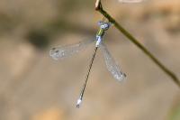 Lestes sponsa