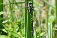 Cordulegaster boltonii