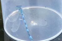 Coenagrion mercuriale