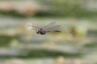 Somatochlora flavomaculata