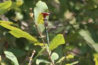 Somatochlora metallica