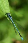 Coenagrion puella