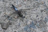Orthetrum cancellatum