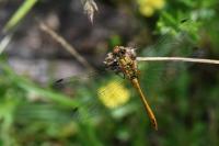 Sympetrum sanguineum