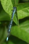 Coenagrion puella
