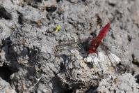 Crocothemis erythraea