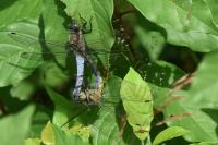 Orthetrum cancellatum
