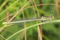 Platycnemis pennipes