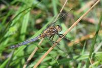 Orthetrum coerulescens