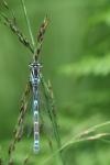 Coenagrion scitulum