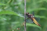 Libellula depressa