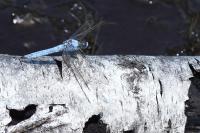 Orthetrum brunneum