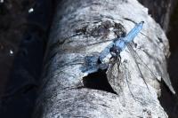 Orthetrum brunneum