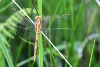 Orthetrum coerulescens