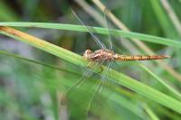 Orthetrum coerulescens