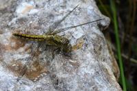 Orthetrum cancellatum