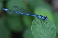 Coenagrion puella