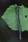 Coenagrion puella