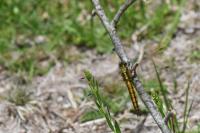 Orthetrum cancellatum
