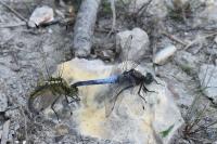 Orthetrum cancellatum
