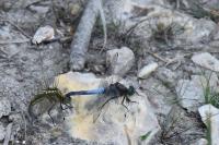 Orthetrum cancellatum