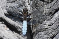 Libellula depressa